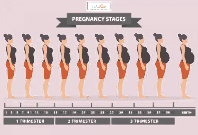 First Trimester (Weeks 1–12): Early Changes You Might Not Notice Kensington and Chelsea